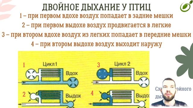 Л.34 | ДЫХАНИЕ ОРГАНИЗМОВ | ОБЩАЯ БИОЛОГИЯ ЕГЭ смотреть онлайн