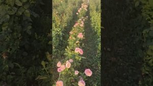 Чайно-гибридная роза Мисс Пигги