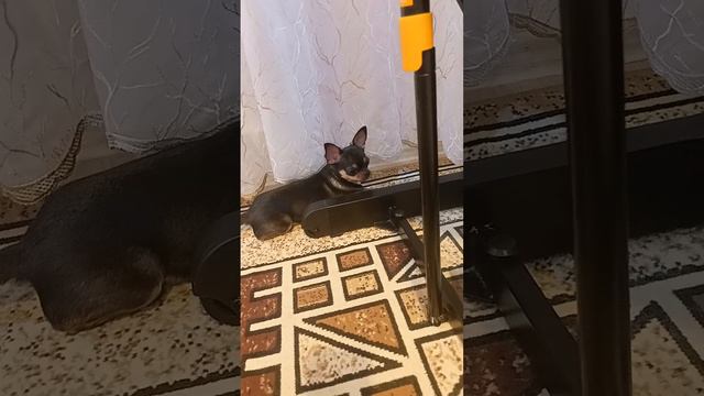 и хочется и не можется #котопес #игрушки #хочу смотреть онлайн