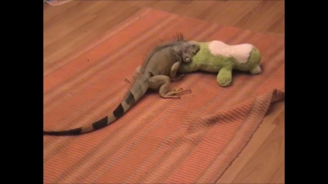 Are iguanas dangerous? смотреть онлайн