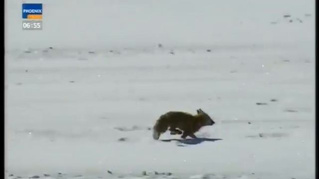 Hunting a fox and a wolf with a golden Eagle (Kazakhstan) (lang=german) смотреть онлайн