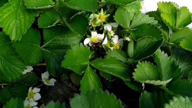 Состояние клубники сорт Клери. Массовое цветение и опыление клубники. смотреть онлайн
