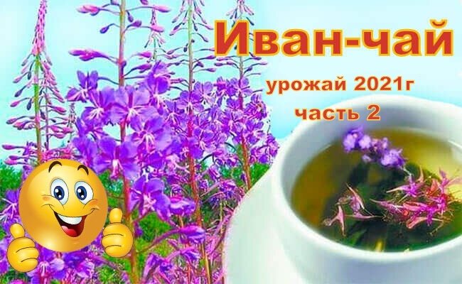 Иван-чай, мой рецепт. Часть 2 сушка. смотреть онлайн