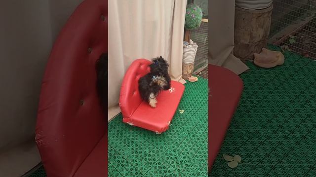 Обзор‼️Черный Йорк Кристиан.Мечта собака.Доставка по миру+79788972514