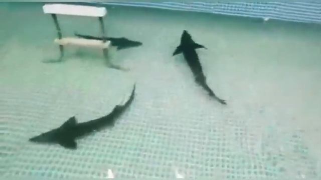 Установка замкнутого водоснабжения для Воронежского Государственного Технического Университета смотреть онлайн