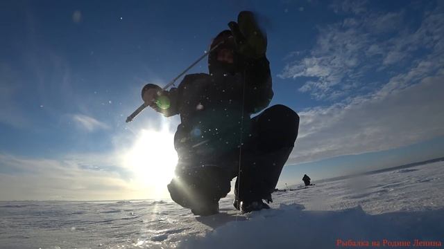 Берш вкуснее судака