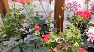 Наши стеллары или звёздчатые пеларгонии