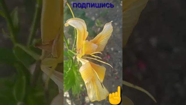 Как правильно обрезать Лилии после цветения! смотреть онлайн