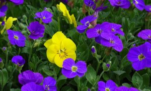Обриета РЕЛАКС АРТ-ТЕРАПИЯ ИМПРОВИЗАЦИЯ композитор Виктор Анохин #instrumentalmusic #flowers #piano