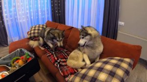 ВЫГОНЯЮ ХАСКИ ИЗ ДОМА! В чемодан собираю вещи собаки