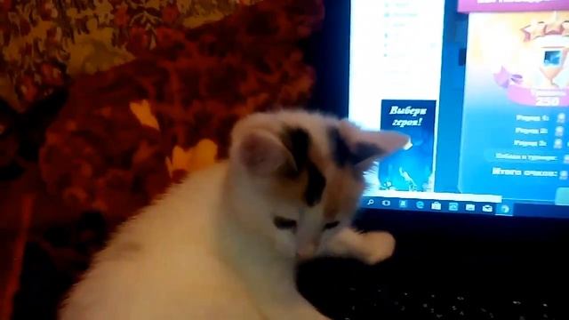 У нас появился котёнок. смотреть онлайн