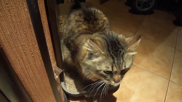 Кот ходит в туалет по команде "Срать")) смотреть онлайн