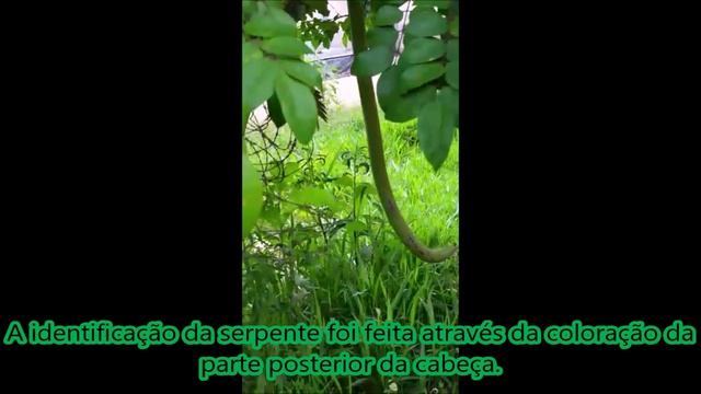 Philodryas olfersii - Comportamento predatório смотреть онлайн