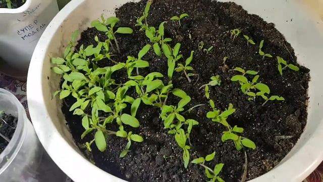 И немного о рассаде ... смотреть онлайн