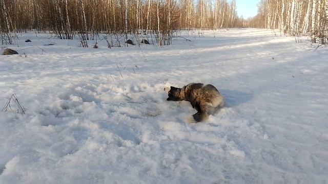 Почему собаки кувыркаются?