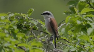 Голос сорокопута-жулана (Обыкновенного жулана, Red-backed shrike, Lanius collurio)