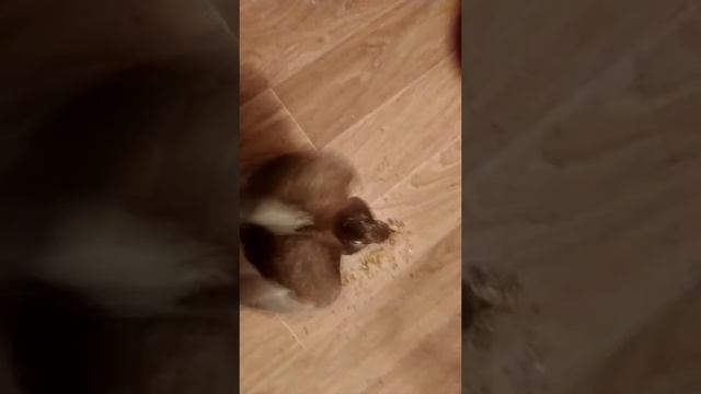 Как научить уже большого птенца есть самостоятельно смотреть онлайн