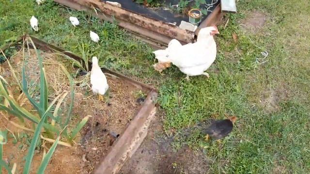 Забавное видео про цыплят смотреть онлайн