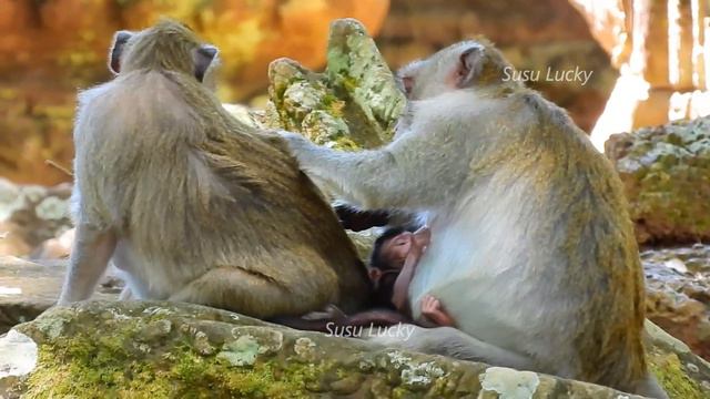 No More Truth JANNA!JANE Hard Protect Baby JAZZY From JANNA! JANE Can't Truth With JANNA Action