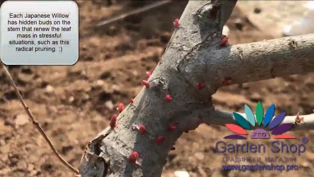 Hur beskär man Salix integra - Hakuro Nishiki (Salix Flamingo) смотреть онлайн