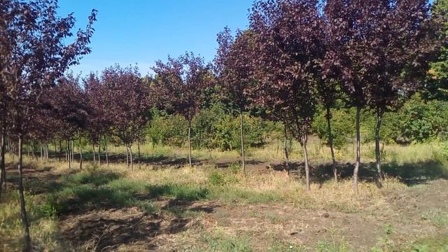 Слива пурпурная "Pissardii" | Plante.md смотреть онлайн