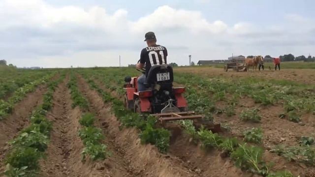 Беларус 132н - обработка картофеля окучником смотреть онлайн