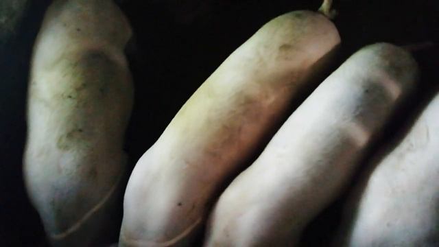 Вес поросят в 5 месяцев. Поросята пароды Ландрас в 5 месяцев. смотреть онлайн