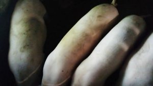 Вес поросят в 5 месяцев. Поросята пароды Ландрас в 5 месяцев.