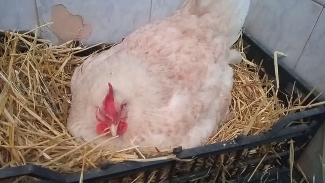 Как посадить курицу на яйца?