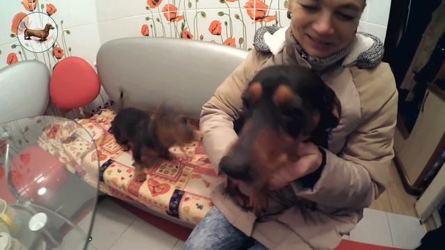 ТАКСА ^ ТАКСЫ ^ ТАКСА ? ? ? Что лучше одной ТАКСЫ? ТАКСЫ встречают хозяйку дома :))