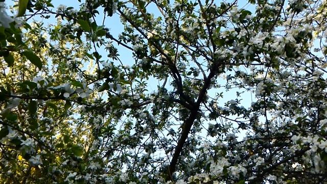 Яблуневий цвіт P1160952 смотреть онлайн