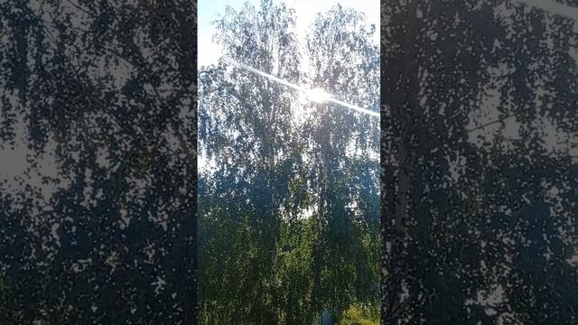 Береза смотреть онлайн
