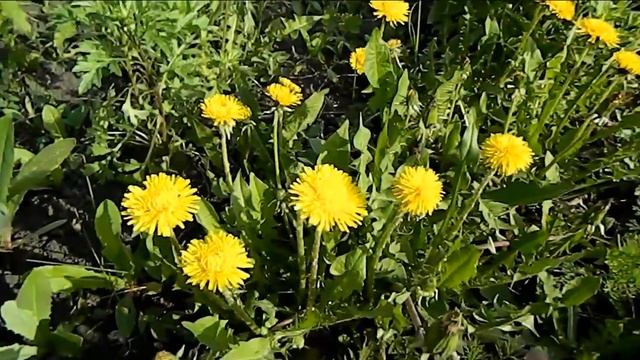 Полезные свойства одуванчиков смотреть онлайн