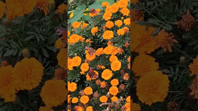 Звуки природы. Пение птиц. Цветы. Бабочки. Релакс. смотреть онлайн