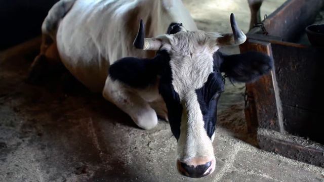 Хозяйство ВКС-Кантри смотреть онлайн