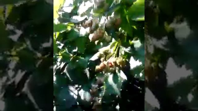 Самая большая в МИРЕ ЕЖЕВИКА смотреть онлайн