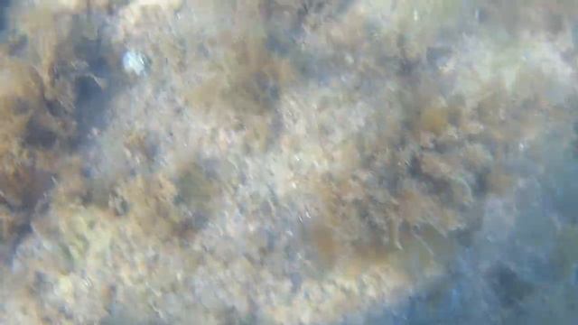 Крым Судак. Пляж в центре Набережной, а сколько интересного на дне моря. Подводные съёмки 29.06.202 смотреть онлайн