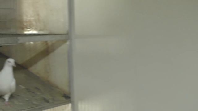 Армянские старопородные цветнохвостые голуби Харлашина В И . 3 ая часть. Самый большой питомник Р смотреть онлайн