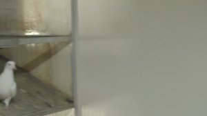 Армянские старопородные цветнохвостые  голуби Харлашина В И . 3 ая часть. Самый большой питомник  Р