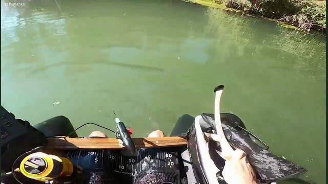 Рыбалка на речных монстров - ОГРОМНЫЕ сомы