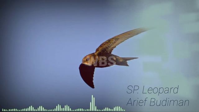 SP. Leopard - Arief Budiman смотреть онлайн