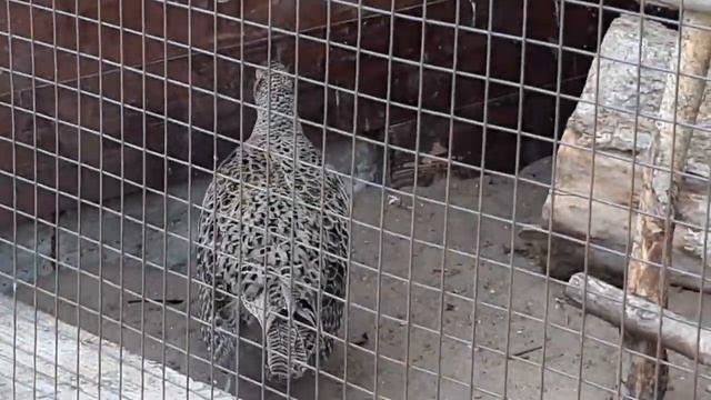 Ижевский Зоопарк смотреть онлайн