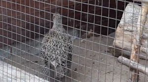 Ижевский Зоопарк