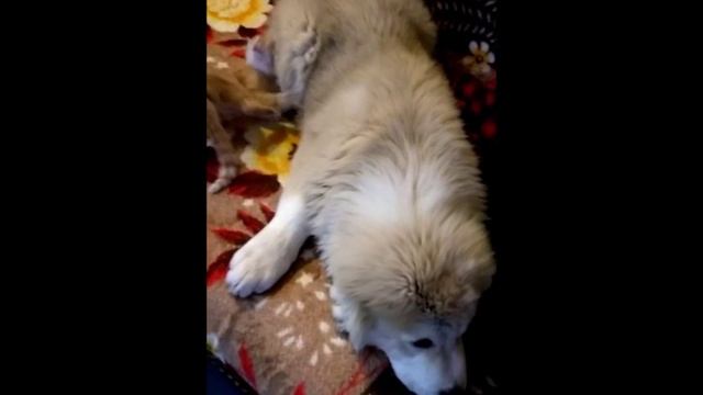 23 февраля - с ПРАЗДНИКОМ! смотреть онлайн