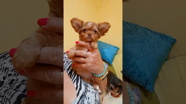 100 тыс руб Мишка чихуахуа МИЛОТА для обожания ♥️ питомник Кастропуло Крым Симферополь 89787458062 смотреть онлайн