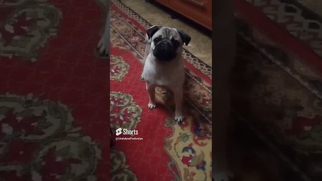 Мопс Боня - то еще недоразумение