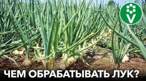 ЛУКОВАЯ МУХА ИСЧЕЗНЕТ СРАЗУ, если обработать ЛУК ЭТИМ!