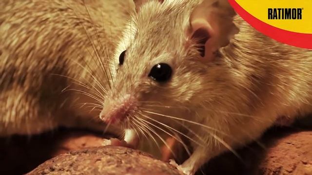 Ratimor Soft Bait RU / Ratimor Мягкий брикет смотреть онлайн