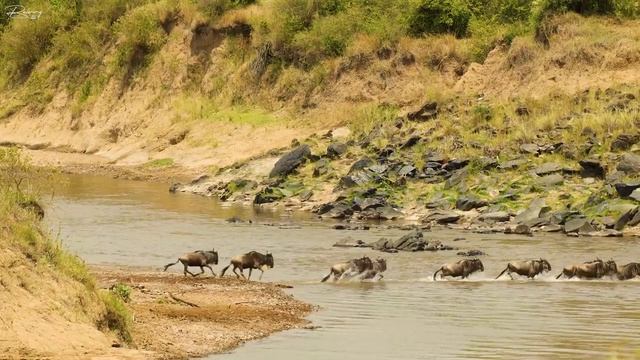 4K African Wildlife - Relaxation Film African Wildlife With Peaceful Relaxing Music