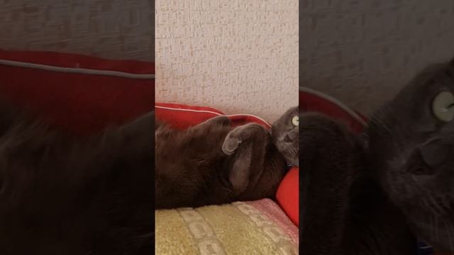 львица, тигрица, повелительница. #кошки #cat #cats #beautiful смотреть онлайн